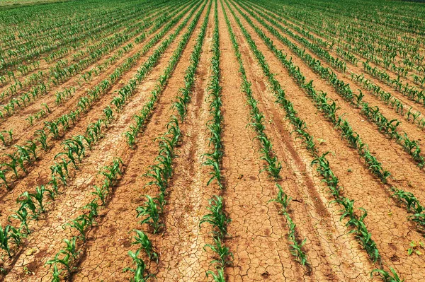 Výhonky Kukuřičné Kukuřice Obdělávaném Zemědělském Poli Klesající Perspektivě Koncept Zemědělství — Stock fotografie