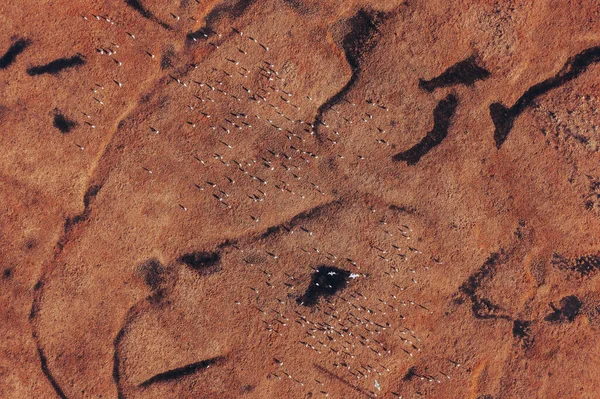 Sirálymadarak Nyája Elárasztott Vizes Tájakon Légi Felvétel Gyönyörű Ökoszisztéma Drónjáról — Stock Fotó