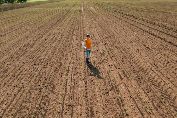 Aerial Shot Female Farmer Standing Corn Sprout Field Examining Crops — Stock fotografie