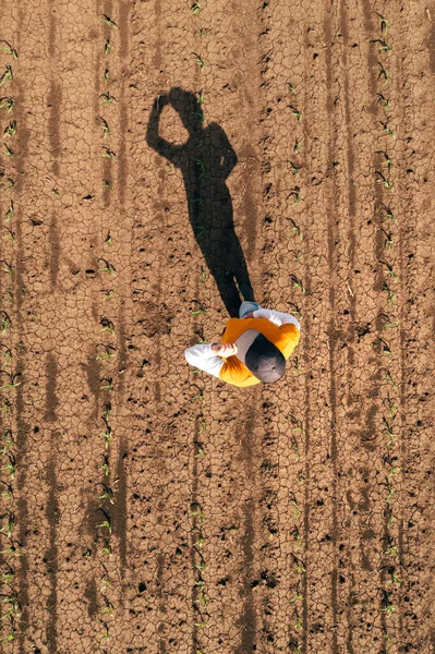 Aerial Shot Female Farmer Standing Corn Sprout Field Examining Crops — Foto Stock