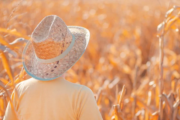 Feminino Agrônomo Agricultor Campo Milho Pronto Colheita Madura Olhando Sobre — Fotografia de Stock