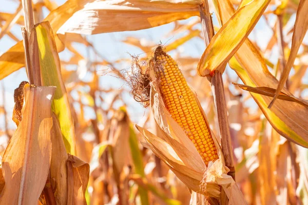 Fusarium Kukorica Fül Rothadás Kárt Leggyakoribb Kukorica Betegség Szelektív Fókusz — Stock Fotó