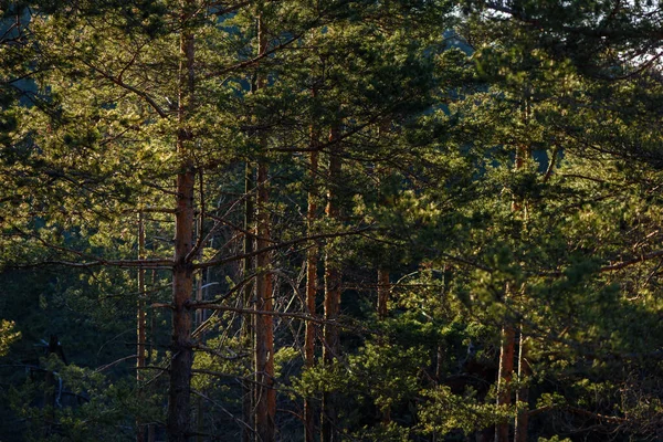 Tall pine trees of forest near Divcibare, mountain resort in Serbia, selective focus