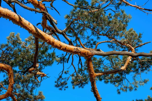 Pine Tree Branches Blue Sky Spring Morning — стоковое фото