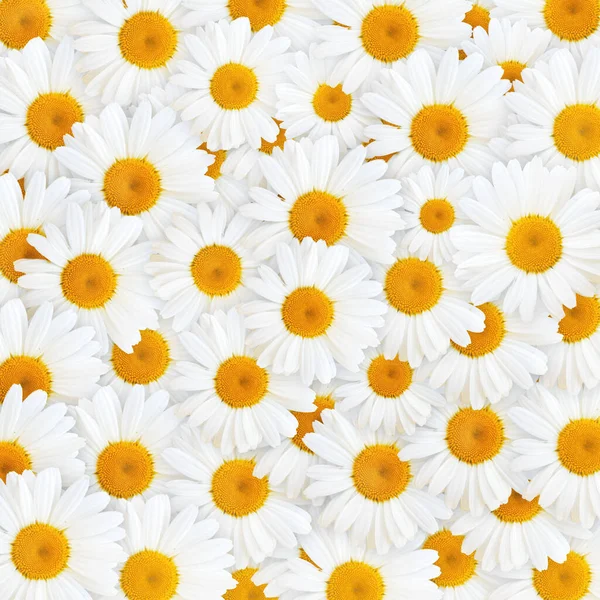 White Daisy Flowers Natural Background Springtime Season Pattern — Stock Photo, Image