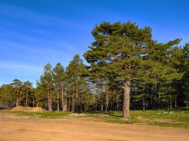 Güneşli bahar gününde Sırbistan 'ın Divcibare turizm beldesinde Evergreen çam ağaçları