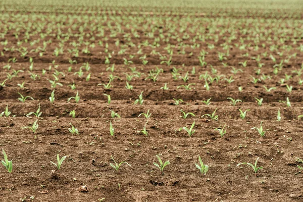 Kukoricatermő Csírák Termesztett Mezőgazdasági Területen Mezőgazdaság Gazdálkodás Fogalma — Stock Fotó