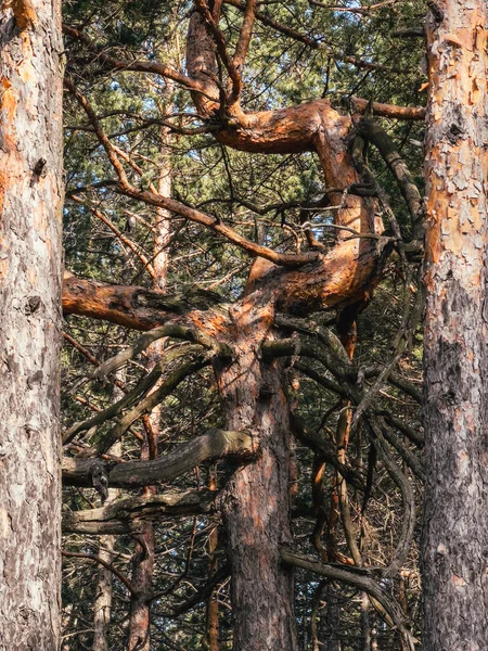 Dead pine tree at Divcibare, Serbia. Divcibare is famous tourist resort of Maljen mountain.