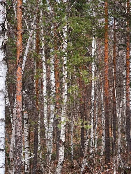 White Birch Pine Tree Woodland Landscape Divcibare Serbia Overcast Springtime — стоковое фото