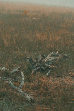 Dead tree branch in grassland meadow on foggy autumn day at Zlatibor, Serbia