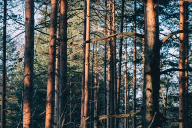 Tall pine trees of forest near Divcibare, mountain resort in Serbia, selective focus