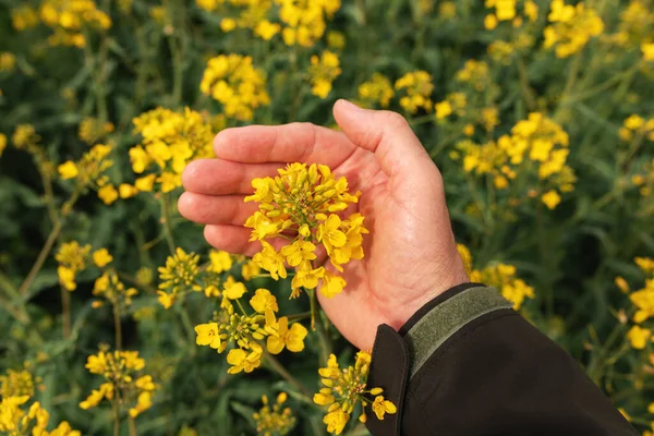 Farmer Gently Touches Rapeseed Crop Flower Field Selective Focus — Stock Photo, Image
