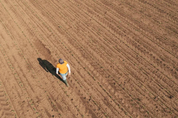 Aerial Shot Female Farmer Walking Corn Sprout Field Examining Crops — Φωτογραφία Αρχείου