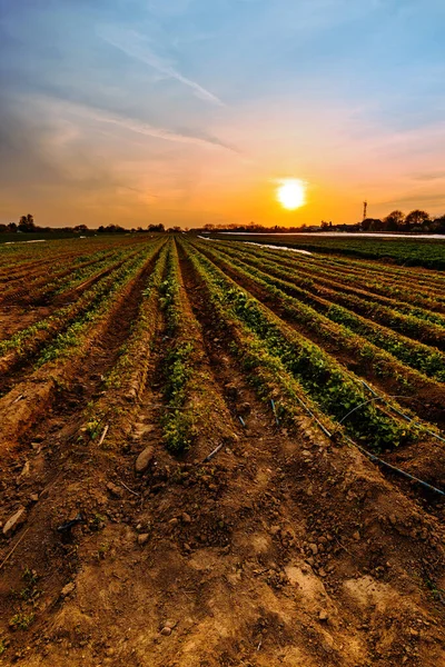 Pepper Plants Growing Garden Sunset — Zdjęcie stockowe