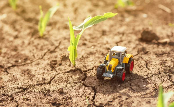 Miniature die cast tractor model toy in corn sprout field, selective focus