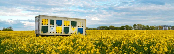 Beehive Trailer Blooming Rapeseed Field Springtime Sunset Selective Focus — Φωτογραφία Αρχείου
