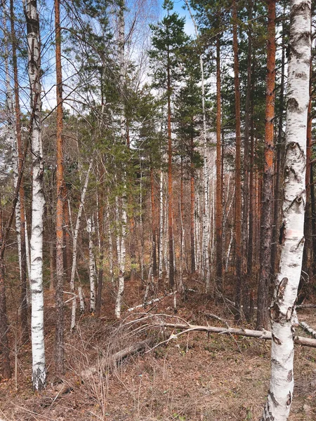 White Birch Pine Tree Woodland Landscape Divcibare Serbia Overcast Springtime — стоковое фото