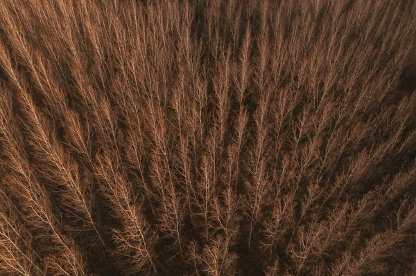 Zdjęcie Lotnicze Lasu Liściastego Późną Jesienią Gołe Gałęzie Wierzchołków Topoli — Zdjęcie stockowe