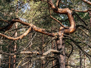 Dead old pine tree at Divcibare, Serbia. Divcibare is famous tourist resort of Maljen mountain.