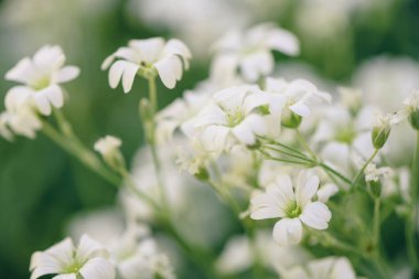 Cerastium tomentosum (yazın kar), bitkisel çiçek veren bitki, seçici odak