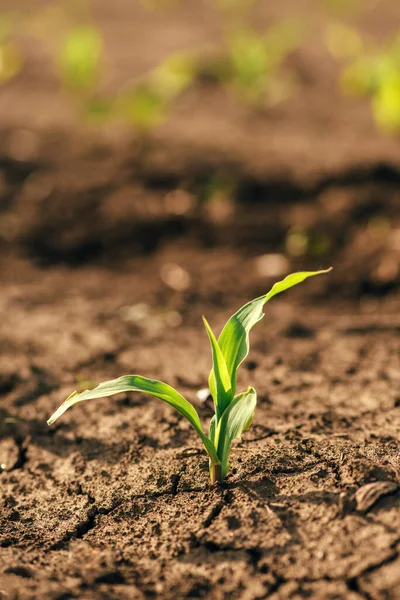 Small Green Corn Crop Seedling Field Lit Warm Springtime Sunset — 스톡 사진