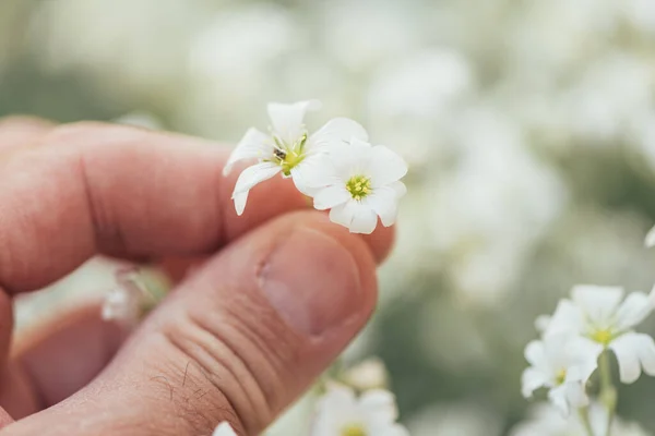 Gardener Touching Cerastium Tomentosum Snow Summer Herbaceous Flowering Plant Close — Stockfoto