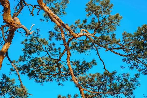 Pine Tree Branches Blue Sky Spring Morning — стоковое фото