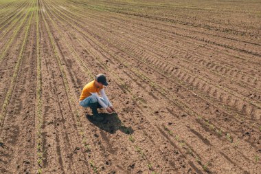 Kadın çiftçinin tarladaki mısır filizlerini kontrol ederken hava görüntüsü, insansız hava aracı pov yüksek açılı görüntüsü.