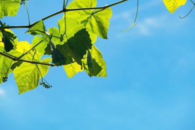 Common grape vine in house back yard in summer against blue sky