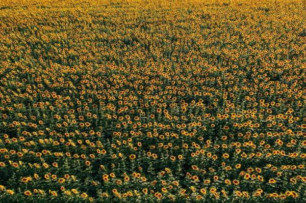 High Angle View Blooming Sunflower Plantation Field Drone Point View — Foto de Stock