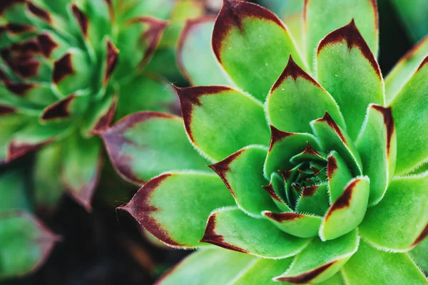 Hauswurz Oder Sempervivum Tectorum Wächst Garten Eine Rosettenbildende Immergrüne Staude — Stockfoto