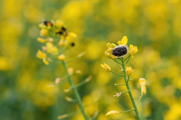 Tropinota Hirta Hairy Rose Beetle Rapeseed Blooming Crops Selective Focus — Stockfoto