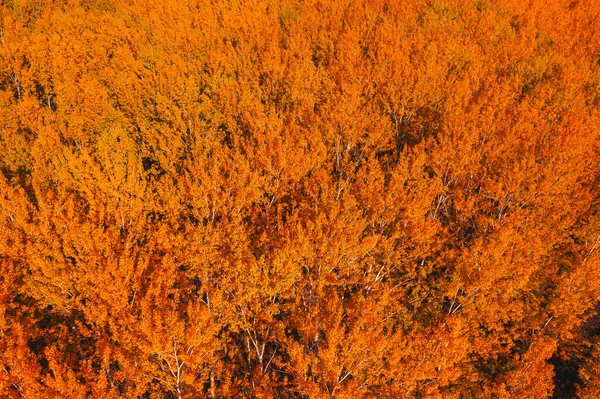 Höstsäsong Lövskog Flygfoto Orange Trädtoppar Hösten Eftermiddag Från Drönare Pov — Stockfoto