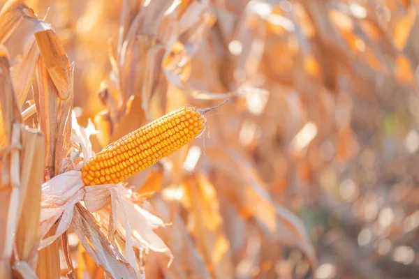 Corn ear in maize crops field, selective focus