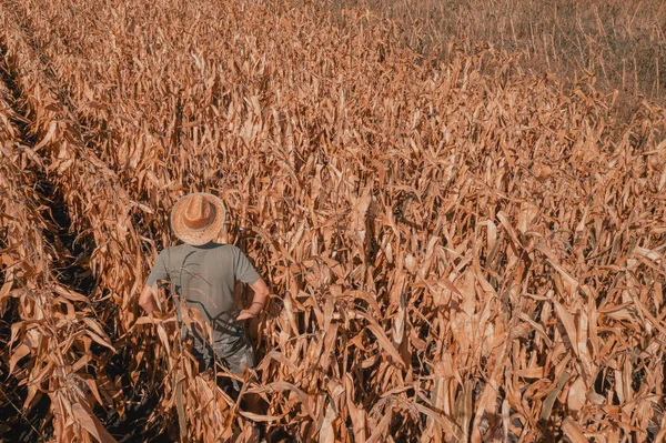 수확을 농학자와 농부가 옥수수 밭에서 농장을 바라보고 공중에서 촬영되었다 — 스톡 사진
