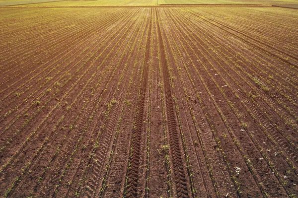 Aerial View Corn Maize Crop Sprouts Cultivated Agricultural Field Drone — Stockfoto