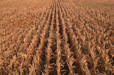 Drone Pov 'un hava görüntüsü, hasat hazır olgunlaşmış mısır tarlaları.