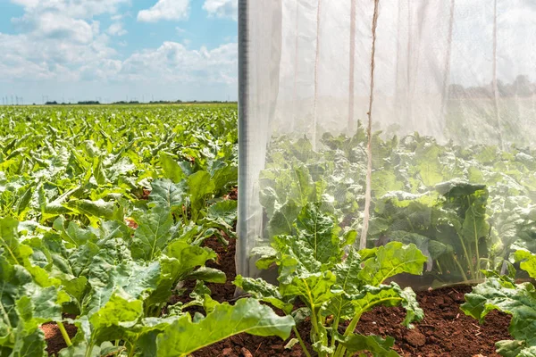 Sugar beet pollination control tents in cultivated agricultural field on sunny summer day