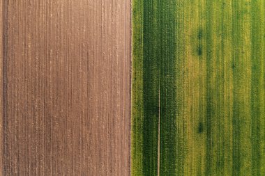 İnsansız hava aracı pov 'dan alınan buğday çim tarlasının üst görünümü soyut tarımsal arka plan olarak