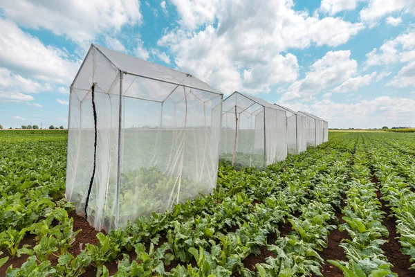 Sugar beet pollination control tents in cultivated agricultural field on sunny summer day