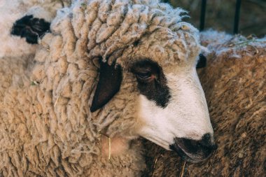 Closeup portrait of female sheep on dairy farm, selective focus