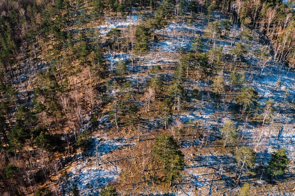 Aerial shot of evergreen forest in winter with first snow and frost on the ground from drone pov, high angle view