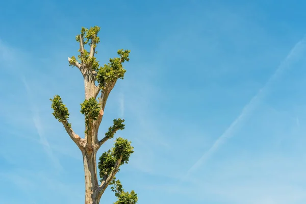 Tree Topping Small Branches Green Leaves Growing Treetop Severe Pruning — 图库照片