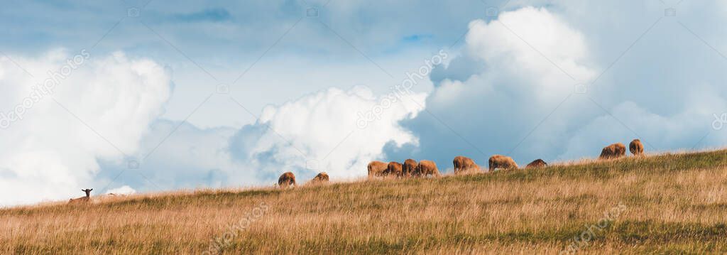 Flock of sheep grazing on hill in Zlatibor region, Serbia. Copy space included.