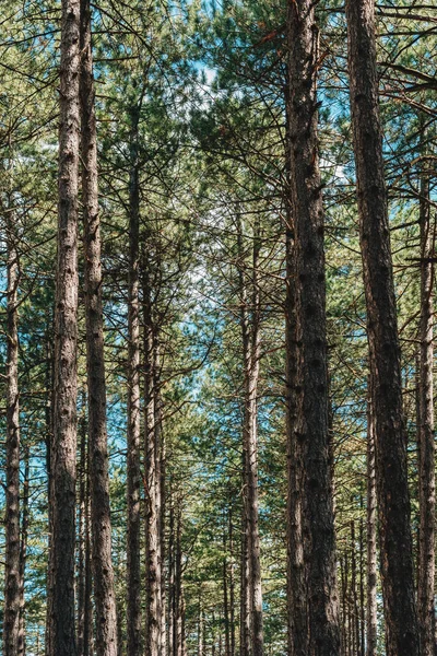 Tall Pine Pinus Silvestris Variegata Zlatiborica Trees Zlatibor Natural Background — Stok fotoğraf