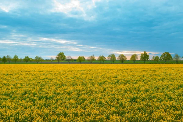 Blooming Rapeseed Brassica Napus Field Trees Sky Background Beauty Nature — Stockfoto