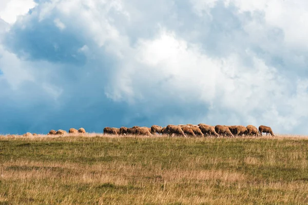 Flock Sheep Grazing Hill Zlatibor Region Serbia Copy Space Included — Foto de Stock