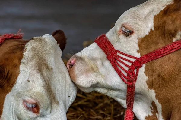 Holsteinische Friesenrinder Auf Milchviehbetrieb Für Hohe Milchproduktion Bekannt Selektiver Fokus — Stockfoto