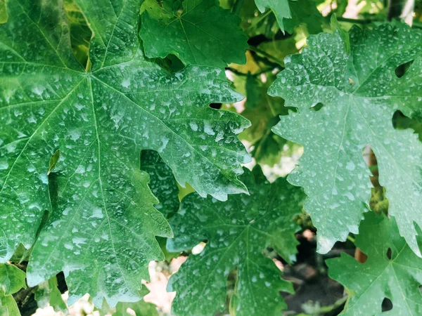 Grape Vine Leaves Chemically Treated Copper Sulfate Bordeaux Mixture Plant — Photo