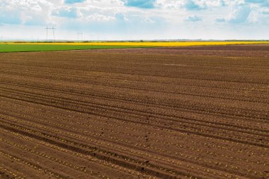 Küçük mısır filizleri tarlasının insansız hava aracı fotoğrafçılığı.